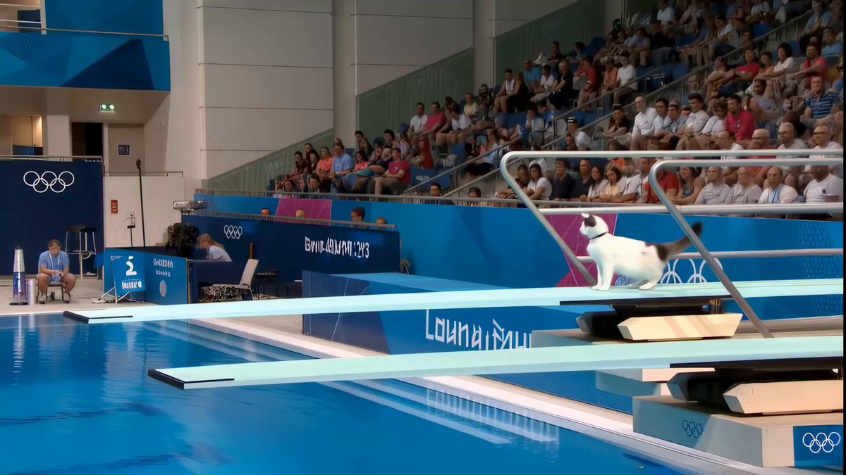 Cat Olympics